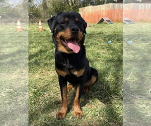 Rottweiler Dogs for adoption in Mooresville, NC, USA