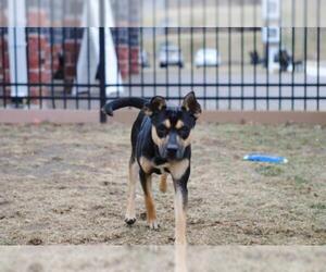Rat-Cha Dogs for adoption in Rowayton, CT, USA