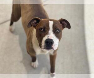 American Pit Bull Terrier-Unknown Mix Dogs for adoption in Tulsa, OK, USA