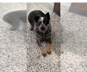 Mutt Dogs for adoption in Highland, IL, USA