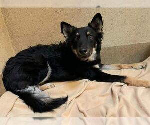 German Shepherd Dog Dogs for adoption in Sacramento, CA, USA