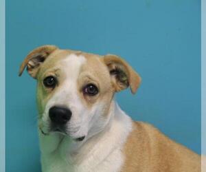 Pembroke Welsh Corgi-Unknown Mix Dogs for adoption in Guthrie, OK, USA