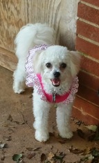 Small Bichon Frise Mix