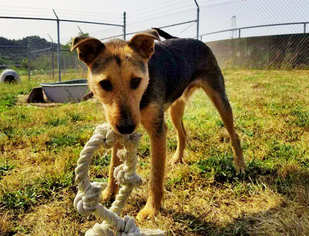 Airedale Terrier Dogs for adoption in Reedsport, OR, USA