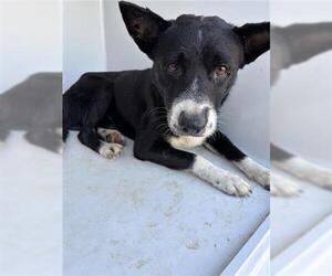 Labrador Retriever Dogs for adoption in Houston, TX, USA