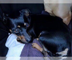 Chipin Dogs for adoption in Pasadena, CA, USA