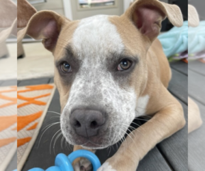 American Pit Bull Terrier-Unknown Mix Dogs for adoption in Boerne, TX, USA