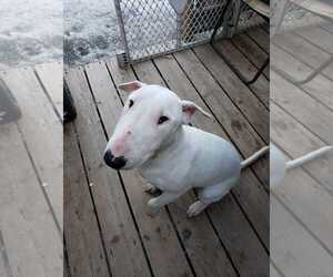 Bull Terrier-Unknown Mix Dogs for adoption in Anchorage, AK, USA
