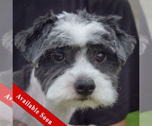 Shih Tzu-Unknown Mix Dogs for adoption in Huntley, IL, USA