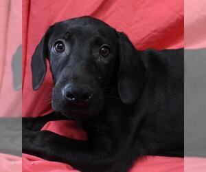 Labrador Retriever-Unknown Mix Dogs for adoption in Thief River Falls, MN, USA