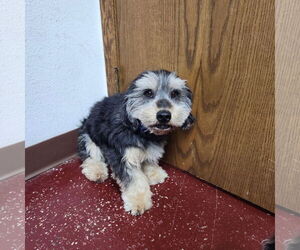 Dameranian Dogs for adoption in Fargo, ND, USA