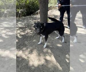 Siberian Husky Dogs for adoption in Stockton, CA, USA
