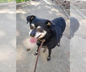 Chipin Dogs for adoption in Sacramento, CA, USA