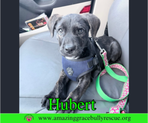 American Pit Bull Terrier-Unknown Mix Dogs for adoption in Pensacola, FL, USA