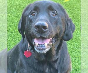 Labrador Retriever-Unknown Mix Dogs for adoption in San Diego, CA, USA