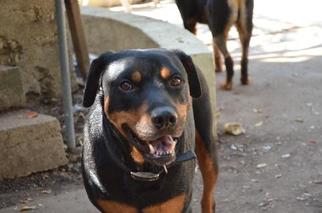 Boglen Terrier Dogs for adoption in Pawtucket, RI, USA
