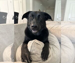 Labrador Retriever-Unknown Mix Dogs for adoption in McKinney, TX, USA