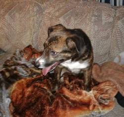 Beagi Dogs for adoption in Cincinnati, OH, USA