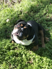 Medium Photo #1 Bulldog Puppy For Sale in Fair Oaks, CA, USA