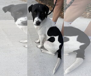 Medium Photo #10 Mutt Puppy For Sale in Sanford, FL, USA