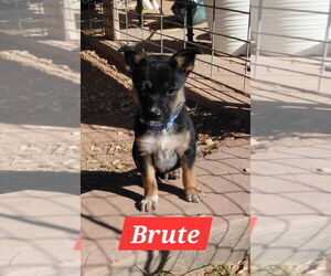 Red Heeler-Unknown Mix Dogs for adoption in The Woodlands, TX, USA