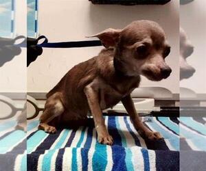 Chihuahua Dogs for adoption in Martinez, CA, USA