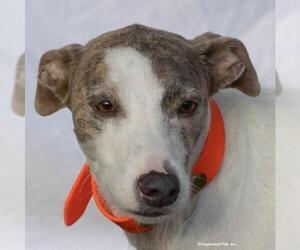 Unknown-Whippet Mix Dogs for adoption in Woodinville, WA, USA