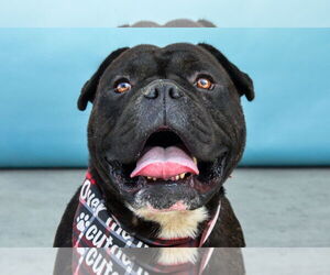 French Bulldog-Unknown Mix Dogs for adoption in Pasadena, CA, USA