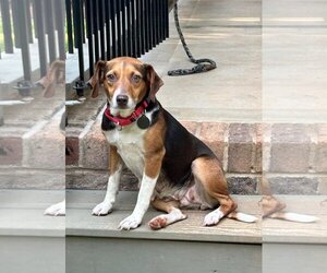 Beagle-Unknown Mix Dogs for adoption in Arlington, VA, USA