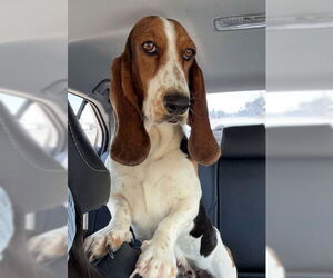Basset Hound Dogs for adoption in Deepwater, NJ, USA