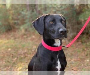 Lab-Pointer Dogs for adoption in Warwick, RI, USA