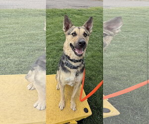 Mutt Dogs for adoption in Fort Collins, CO, USA