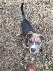 Medium Photo #1 American Pit Bull Terrier-Beagle Mix Puppy For Sale in Williston, VT, USA