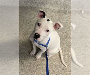 American Staffordshire Terrier-Unknown Mix Dogs for adoption in Tallahassee, FL, USA