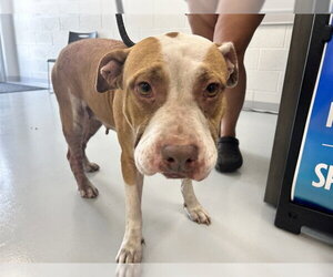 American Pit Bull Terrier Dogs for adoption in Ocala, FL, USA