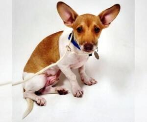 Jack Russell Terrier Dogs for adoption in Show Low, AZ, USA