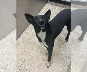 Huskies -Unknown Mix Dogs for adoption in Martinsburg, WV, USA