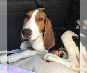 Treeing Walker Coonhound Dogs for adoption in Austin, TX, USA