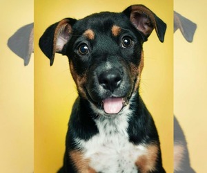 Boxer-Unknown Mix Dogs for adoption in Dumont, NJ, USA