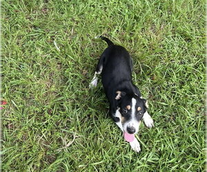 Rat Terrier-Unknown Mix Dogs for adoption in Oakhurst, NJ, USA