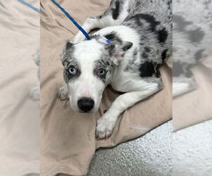 American Pit Bull Terrier-Unknown Mix Dogs for adoption in Las Vegas, NV, USA