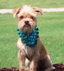 Medium Photo #1 Bullmastiff Puppy For Sale in Carrollton, TX, USA