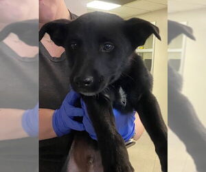 Labrador Retriever-Unknown Mix Dogs for adoption in Rancho Cucamonga, CA, USA