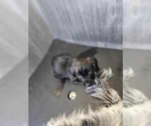 Miniature Schnauzer-Shih Tzu Mix Dogs for adoption in San Antonio, TX, USA