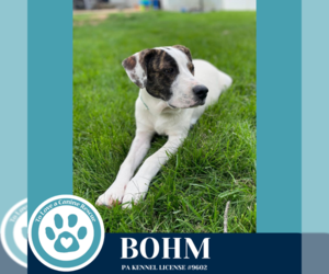Beagle-Pointer Mix Dogs for adoption in Kimberton, PA, USA