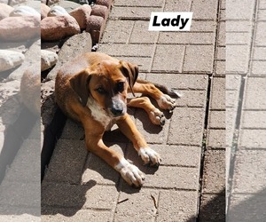 Black Mouth Cur-Unknown Mix Dogs for adoption in Marine City, MI, USA