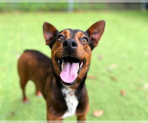 Mutt Dogs for adoption in Raleigh, NC, USA