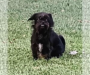 Shih Tzu-Unknown Mix Dogs for adoption in Boonton, NJ, USA