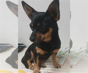 Chihuahua Dogs for adoption in Bakersfield, CA, USA