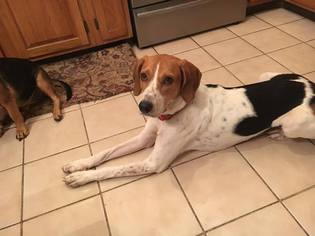 Small English Foxhound-Treeing Walker Coonhound Mix